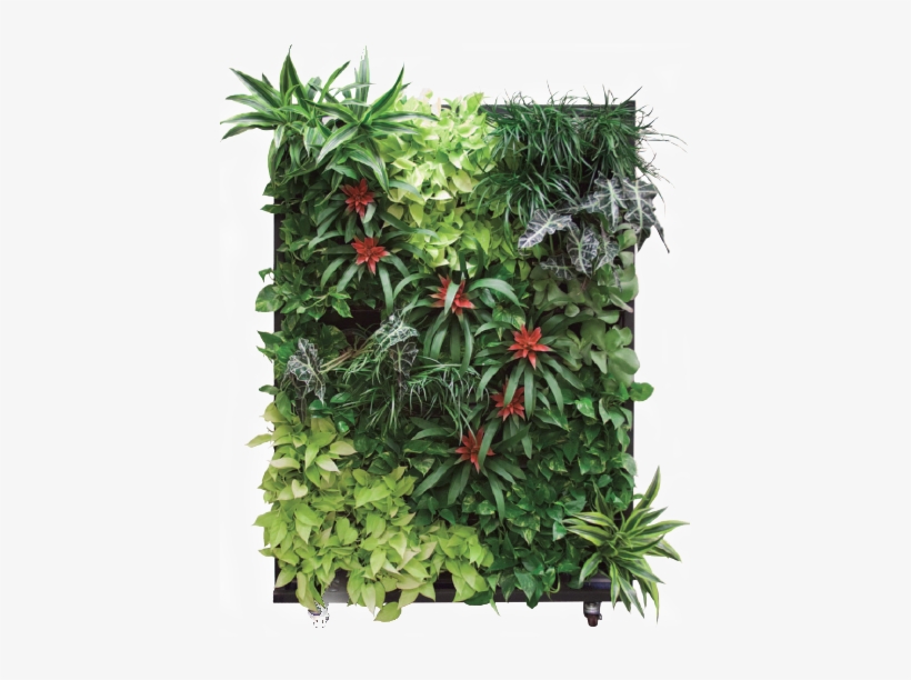 Please Contact Us For A Free Consultation On Our Living - Living Wall On Wheels, transparent png