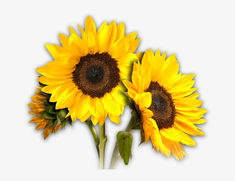 Sunflowers Png - Transparent Background Sun Flower Png, transparent png