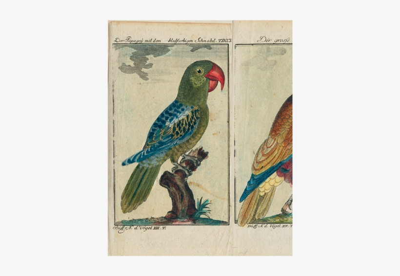 Parrots - - Parakeet, transparent png
