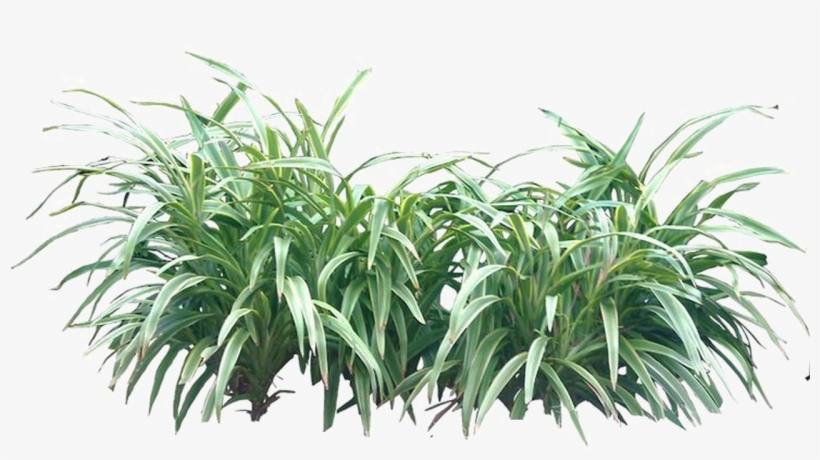 Shrub Png Transparent Image - Bushes Png, transparent png