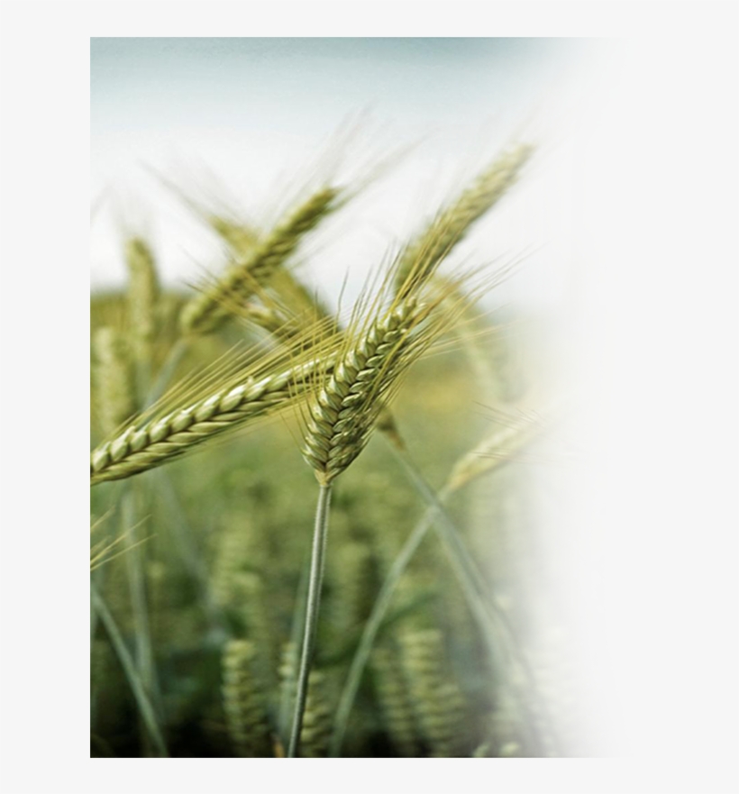 Farmingwheat - Daily Bread: A Daily Devotional Of Prayer, transparent png