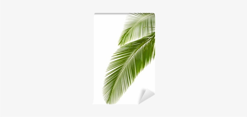 Palm Trees, transparent png