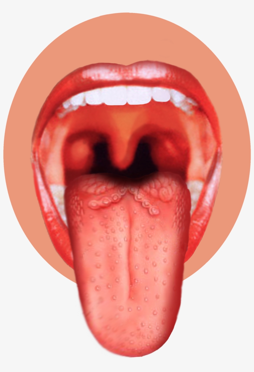 Human Tongue Png Image - Sense Organ Of Taste, transparent png