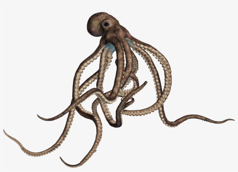 Animals - Octopus Png, transparent png