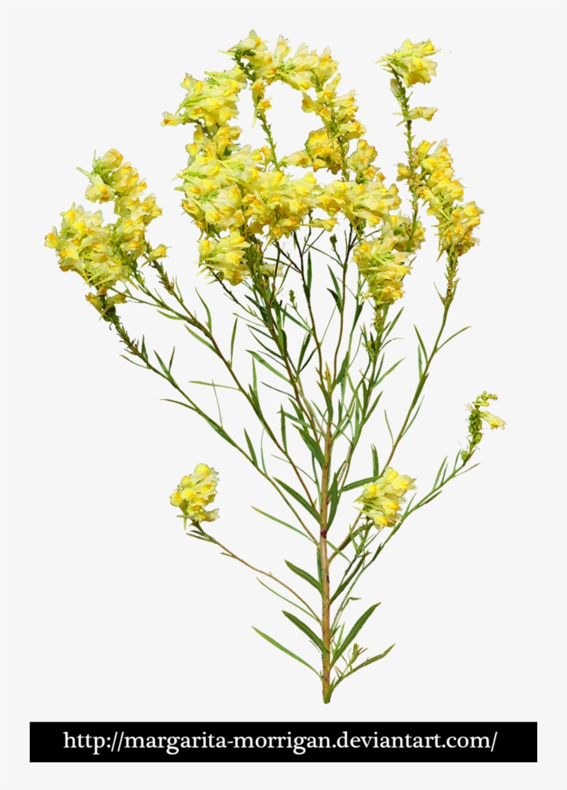 Yellow Flowers By Margarita-morrigan Yellow Flowers, - Transparent