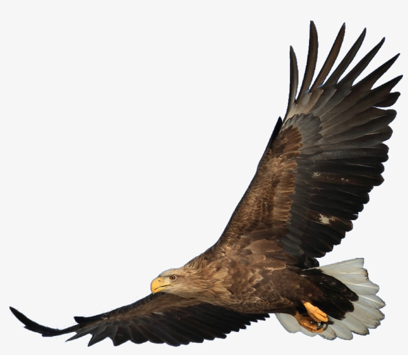 Bald Eagle Bird Hawk - Hawk Transparent, transparent png