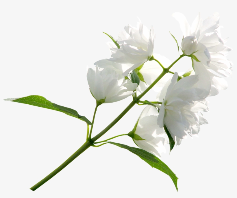 Rosa Rugosa, transparent png