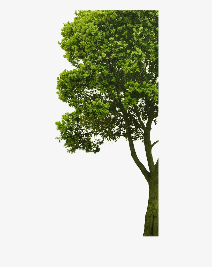 Arbre2 - Imagenes De Arboles Png, transparent png