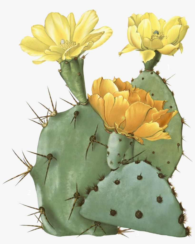 Clip Art Royalty Free Stock Opuntia Laevis Spineless - Prickly Pear Cactus Transparent, transparent png