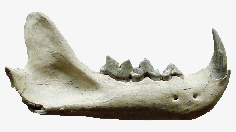 Pseudaelurus Teeth - Pseudaelurus Fossil, transparent png