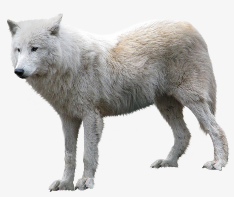 Arctic Wolf Png, transparent png