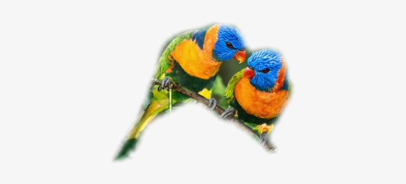 Lorikeets Pair - Parrot Pair Png, transparent png