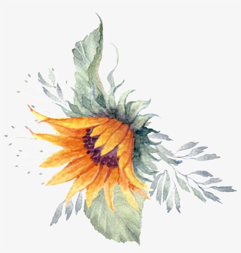 Sunflower Plant Watercolor Hand Painted Transparent - Weisse Kürbis Grün-babyparty Laden Ein Karte, transparent png