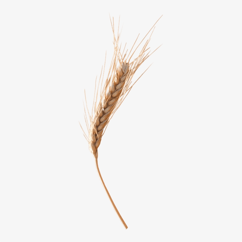 Wheat Ear Png, transparent png