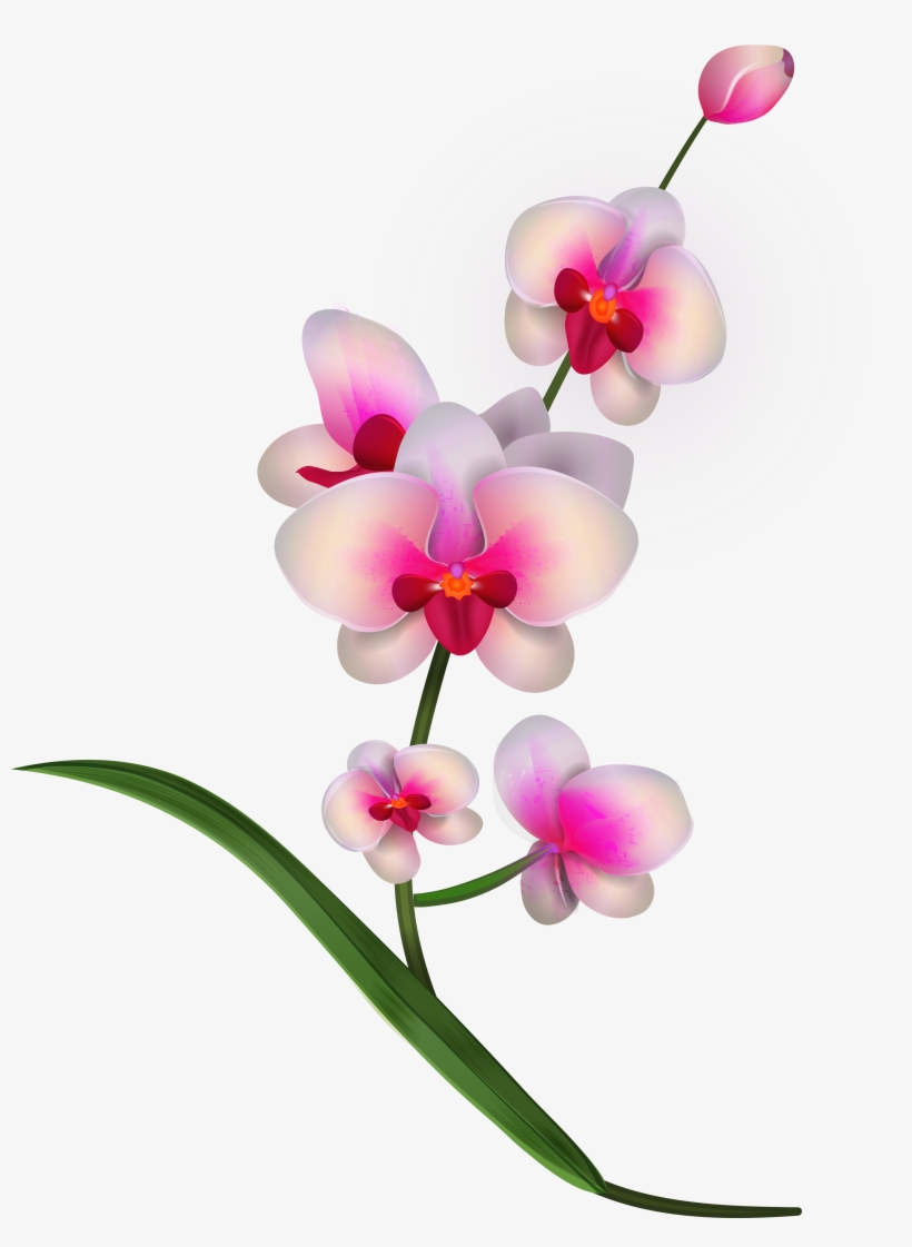 Orchid Clipart Png Image - Orchid Flowers Clipart Png, transparent png