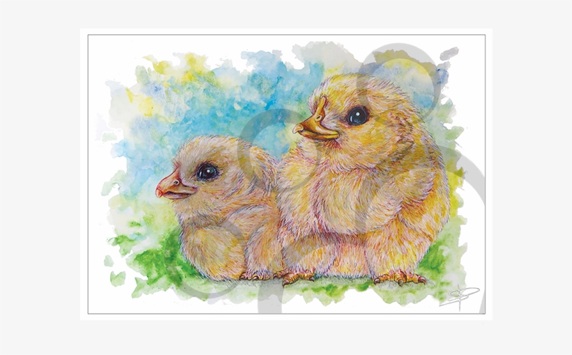 Chicks - Rooster, transparent png