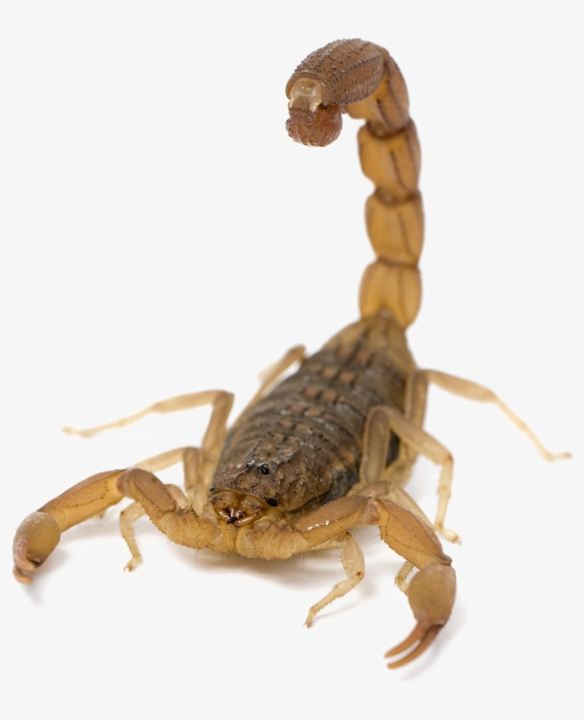 Scorpion Png Picture - Scorpion Png, transparent png