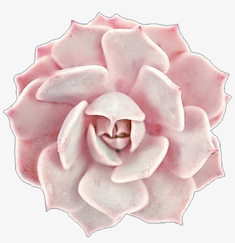 Creamy Pink Succulent Rose By Jeanicebartzen27 On Deviantart - Pink Succulent Clip Art, transparent png