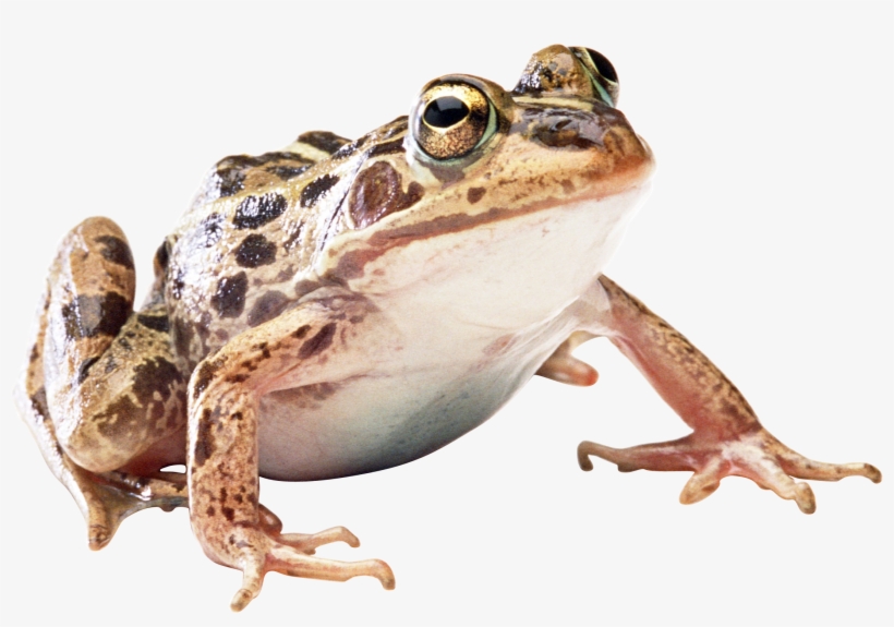 Frog Png, transparent png