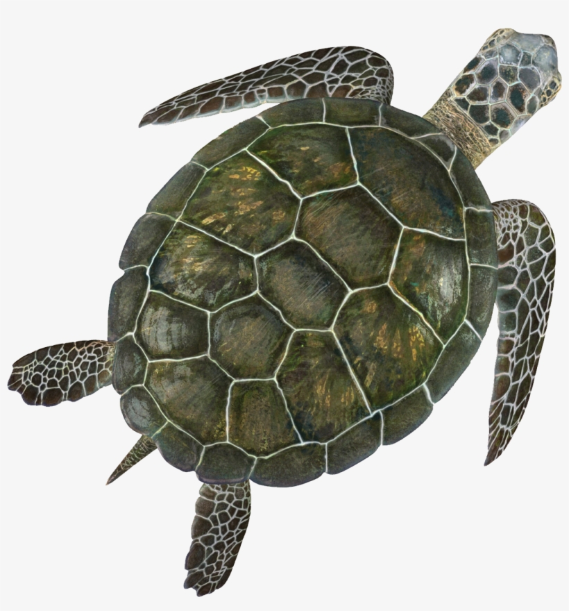Turtle Png - Green Sea Turtle Png, transparent png