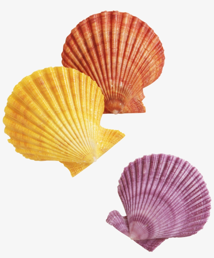 Sea Life 9780713666113 By Katy Pike & Garda Turner, transparent png