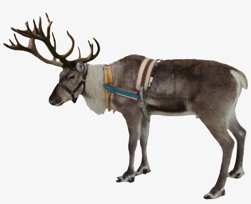 Reindeer Png, transparent png