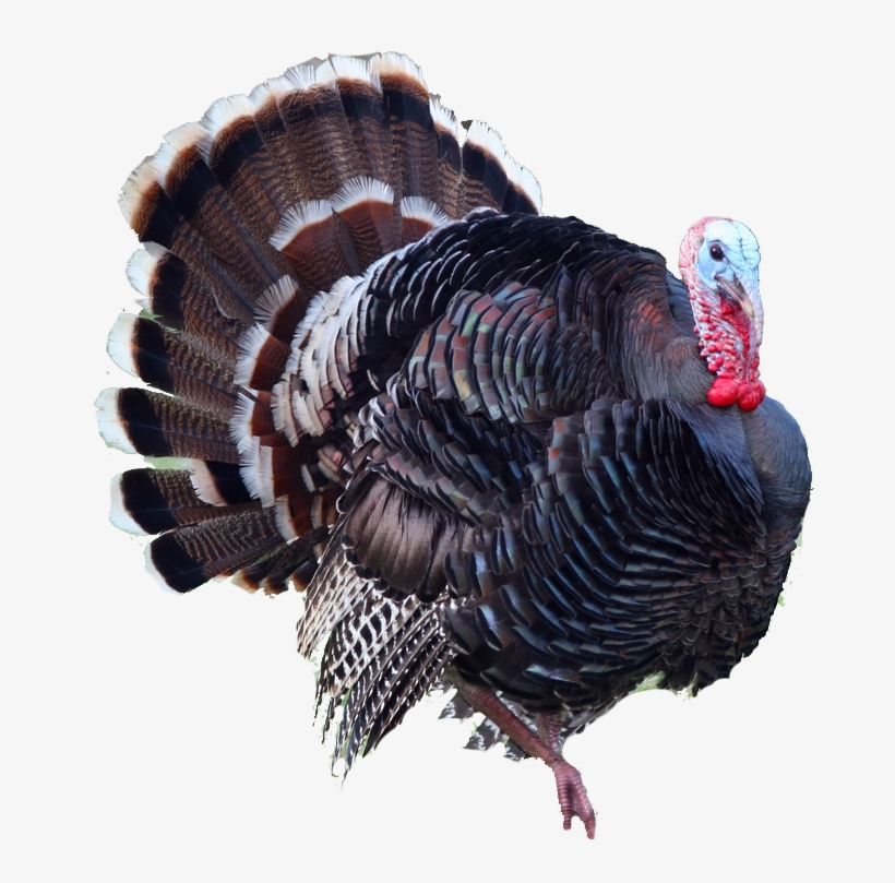 Turkey Png - Cob Loaf Meme, transparent png