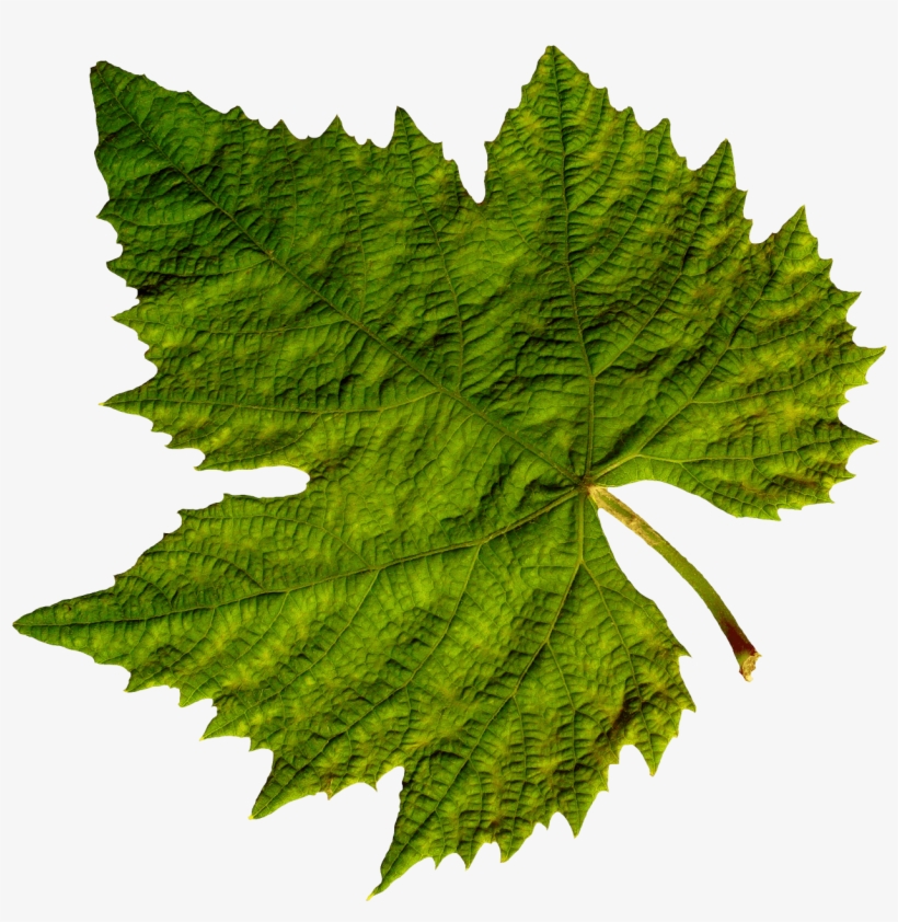 Nature - Grape Leaf Png, transparent png
