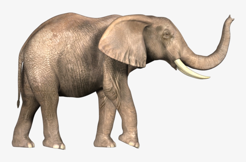 Elephant Image In Png, transparent png