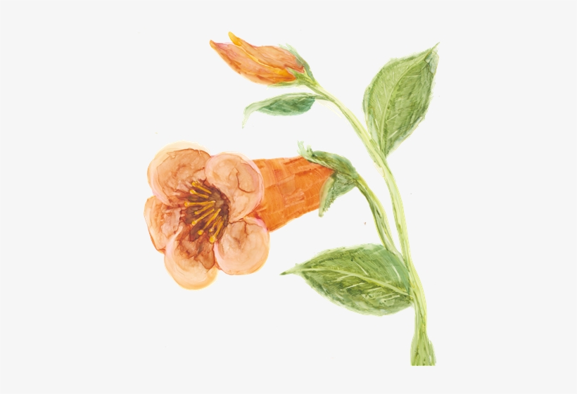 Artwork That Really Adds A New Depth To This Book - Cowslip, transparent png