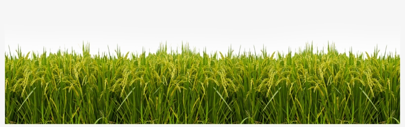 Show Now - Transparent Paddy Field Png, transparent png