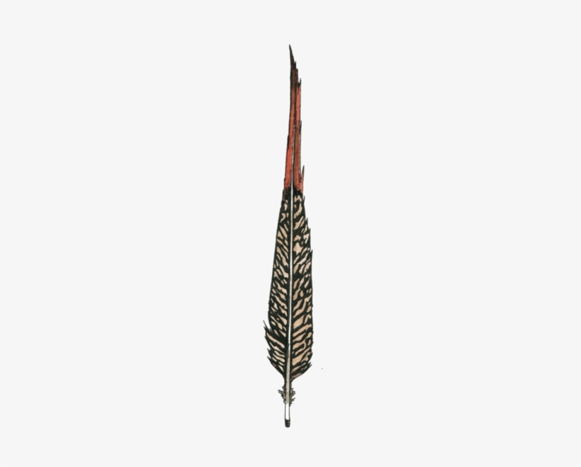 Golden Pheasant Feather, transparent png