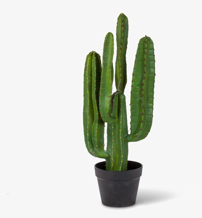 Saguaro Cactus Png Pic - Saguaro Cactus Png, transparent png