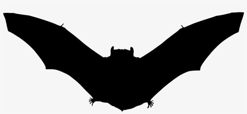 Adult Bats, transparent png