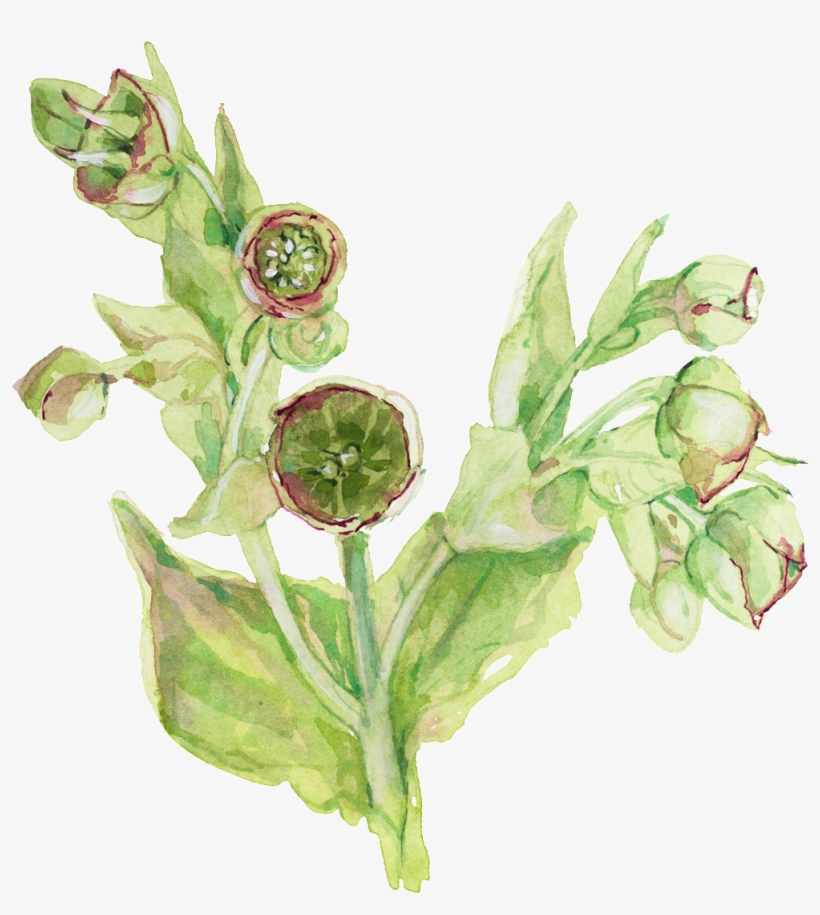 Fresh Hand Painted Watercolor Flowers Decorative Transparent - Euclidean Vector, transparent png