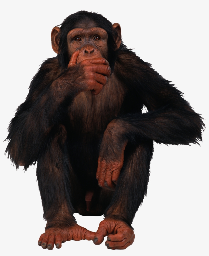 Monkey Png, transparent png