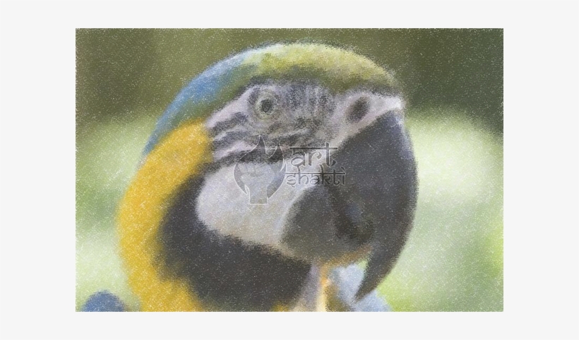 Psittacinae, transparent png