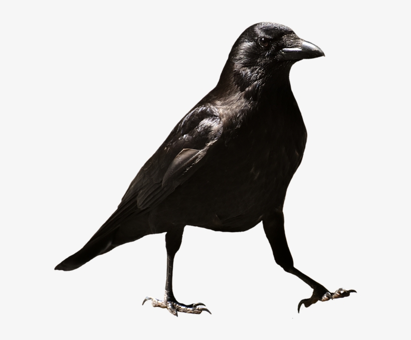 Common Raven Png Hd - Crows, transparent png