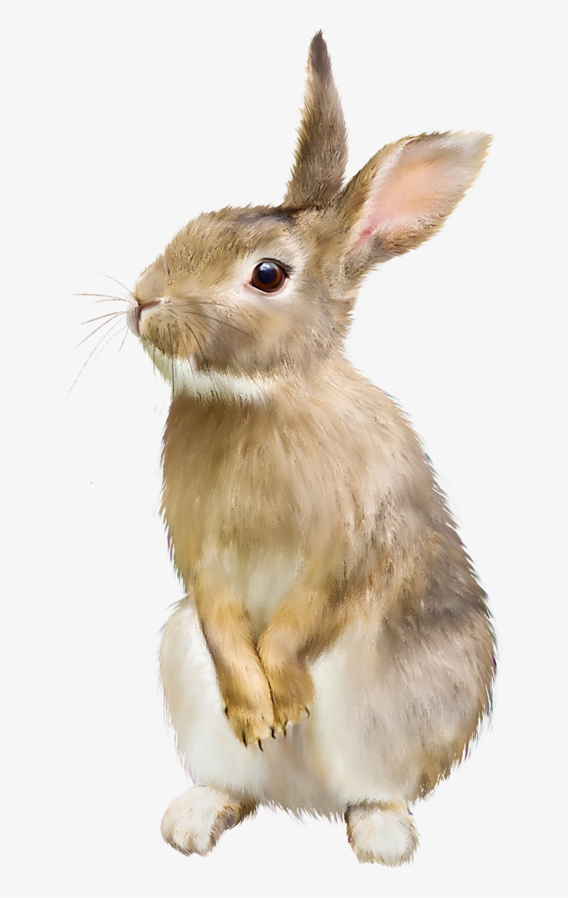 Brown Rabbit Png - Whats Your Bunny Name, transparent png
