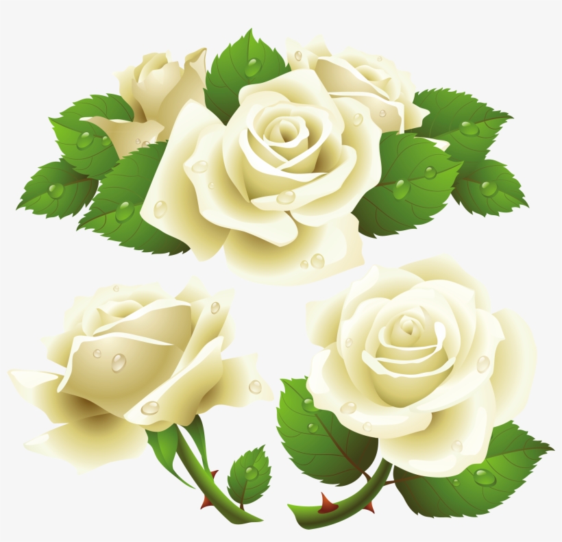 White Rose Png Image, Flower White Rose Png Picture - White Rose Vector Free, transparent png