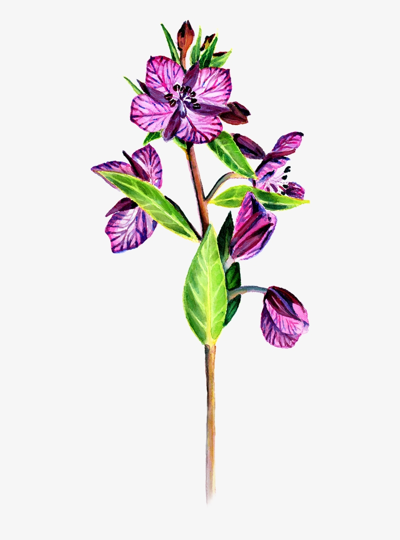 Svg Library Download My Approach To A Painting Studio - Periwinkle, transparent png