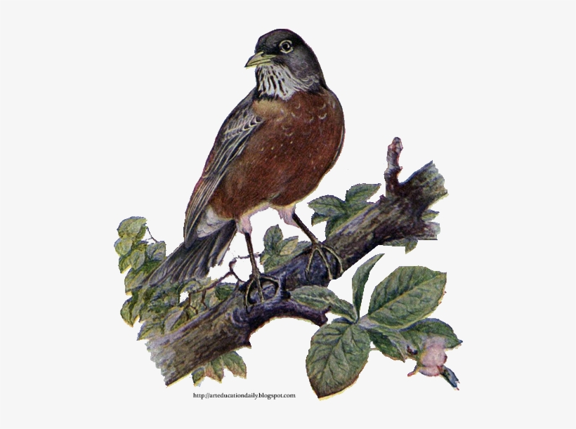 Bird House Clipart Robin - Bird, transparent png