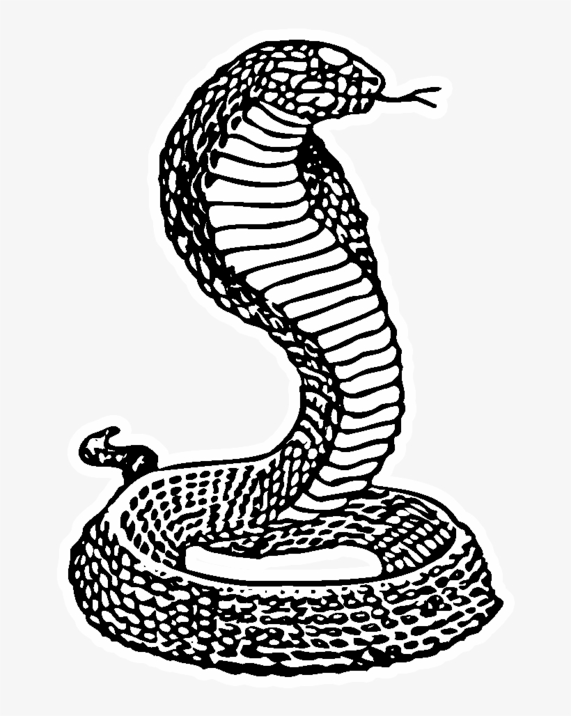 Cobra - - Drawing, transparent png
