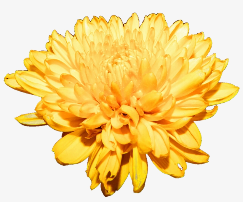 Chrysanthemum Png Free Download - Chrysanthemum Png, transparent png