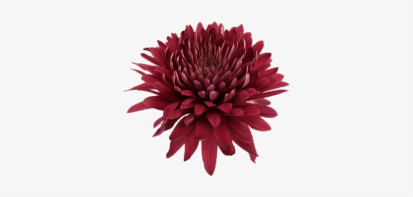 Deep Red Chrysanthemum - Chrysanthemum Transparent, transparent png