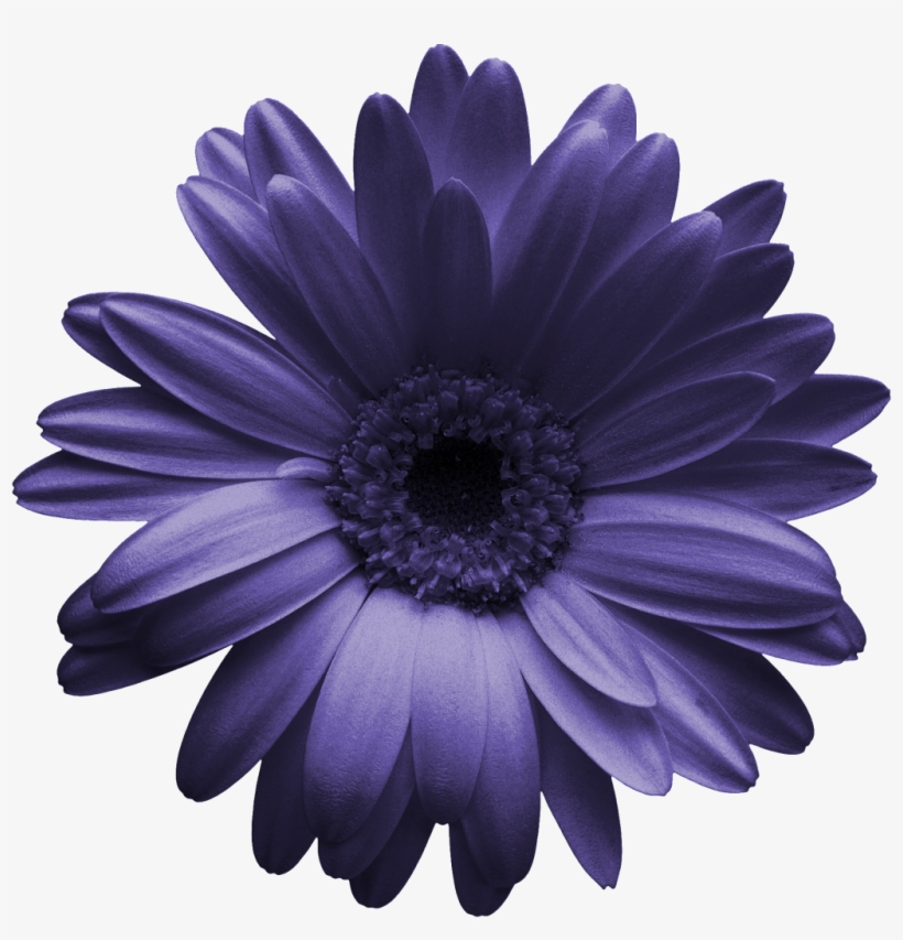 Hand Painted A Chrysanthemum Png Transparent - Daisies Png, transparent png