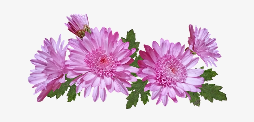 Chrysanthemum Flower Png, transparent png