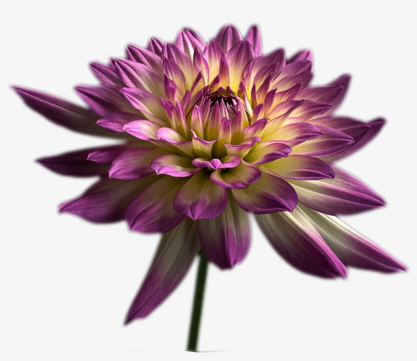 Graphic Library Library Violet Computer File Chrysanthemums - Chrysanthemums Png, transparent png