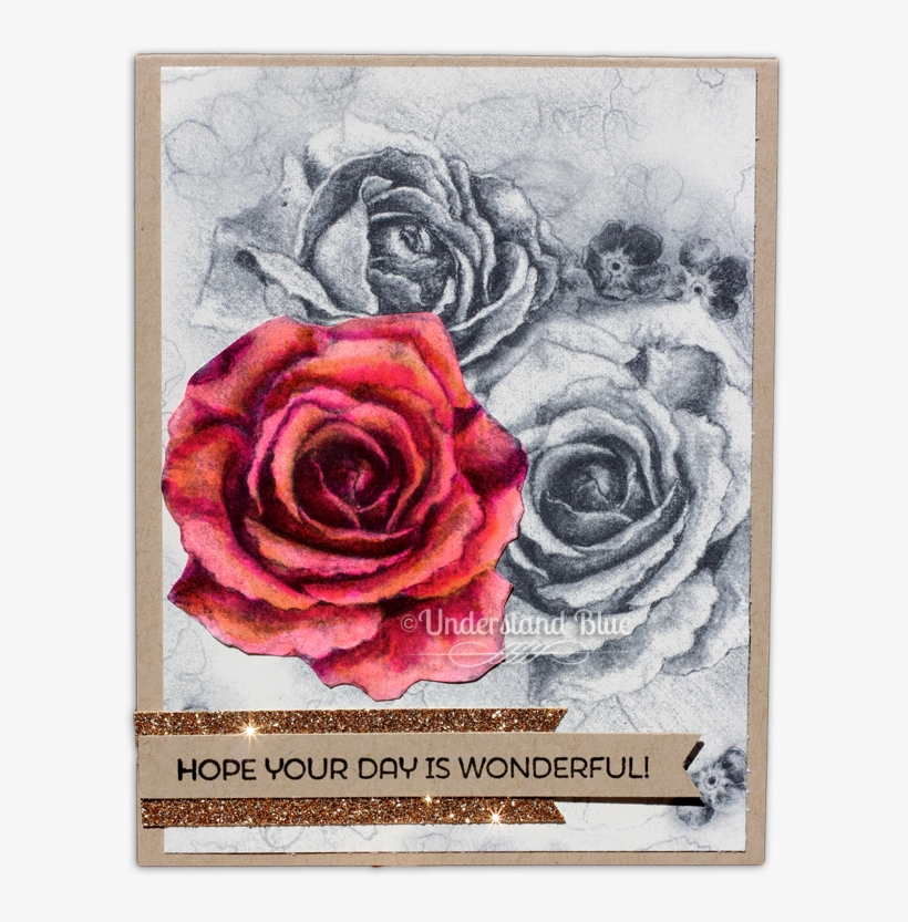 Built For Free Using - Garden Roses, transparent png