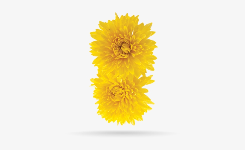 Indian Chrysanthemum - Chrysanthemum, transparent png